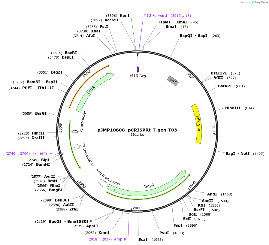 225834-plasmid-map-sequence-id-459300