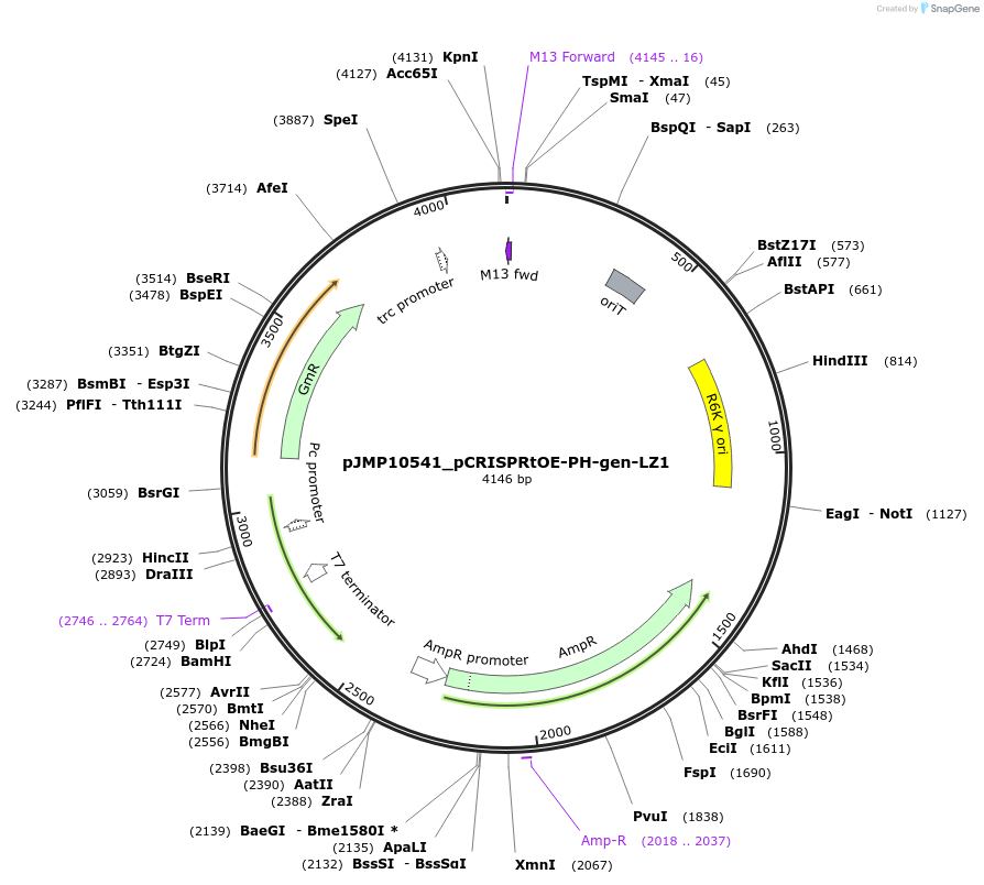 225847-plasmid-map-sequence-id-459303