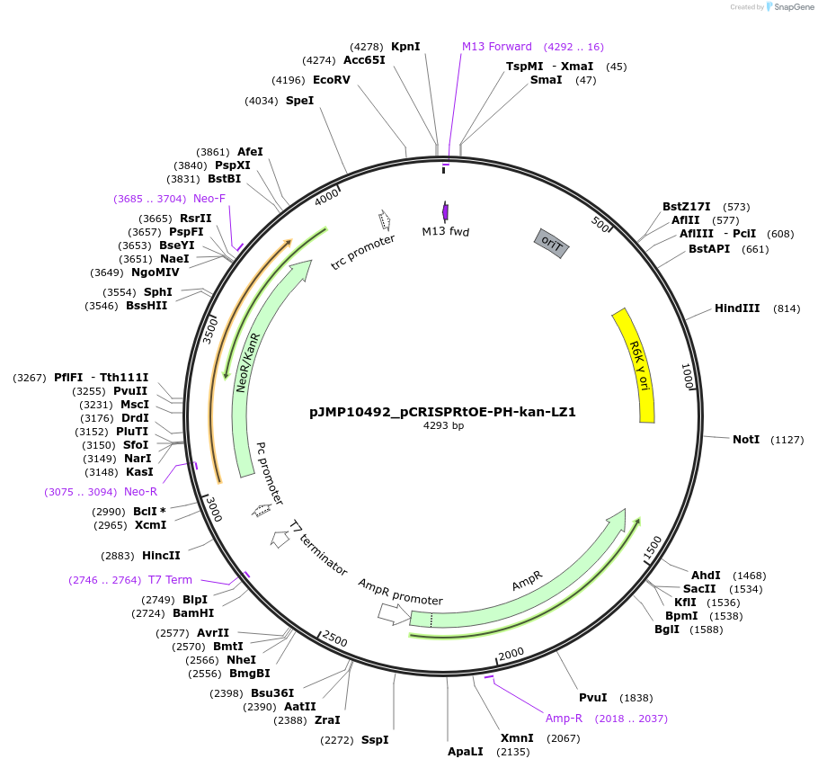 225852-plasmid-map-sequence-id-459304
