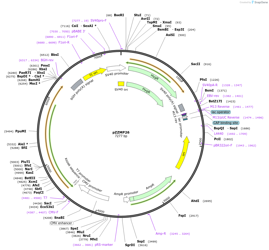 231755-plasmid-map-sequence-id-459305