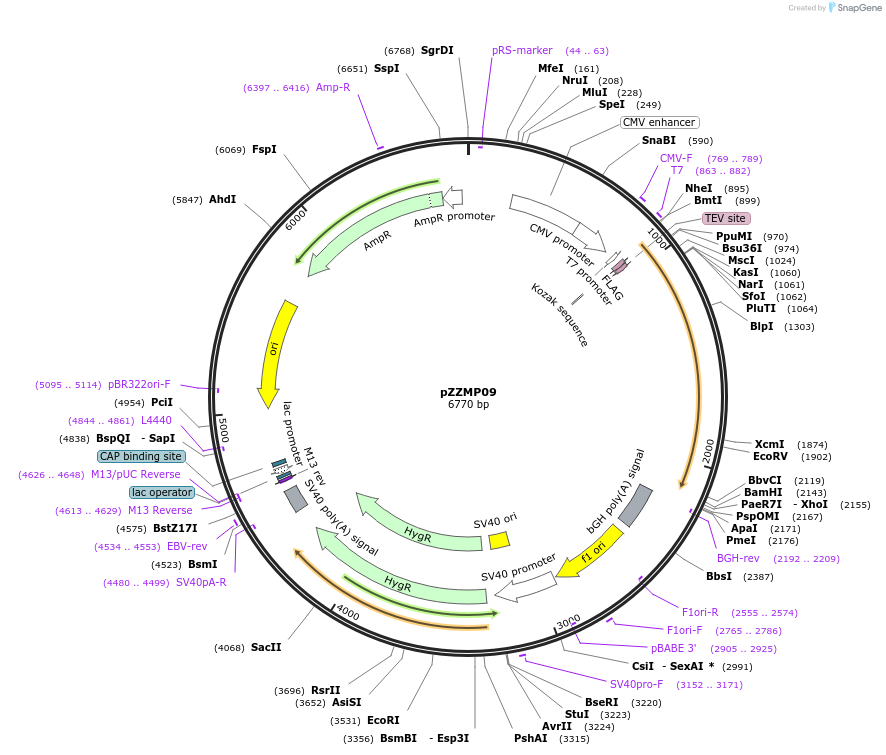 231754-plasmid-map-sequence-id-459308