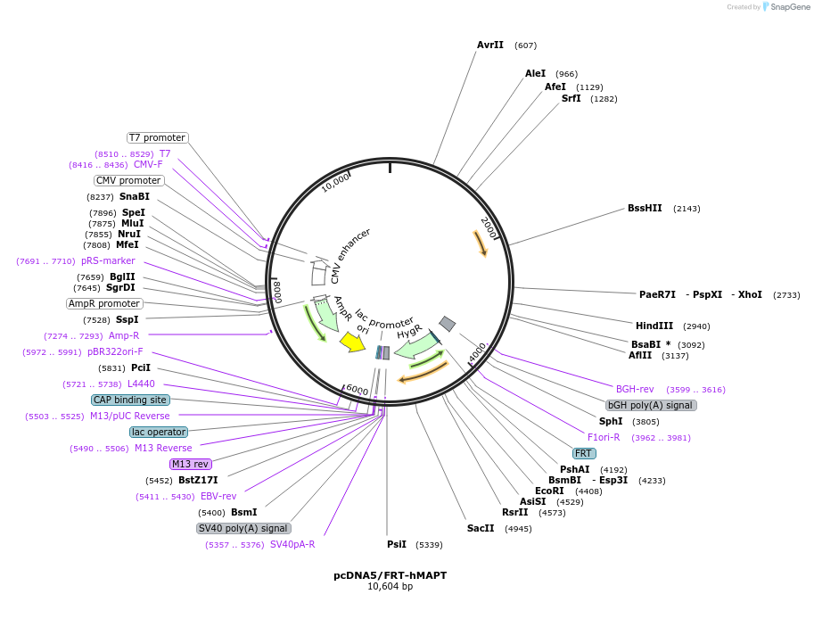 231583-plasmid-map-sequence-id-459309