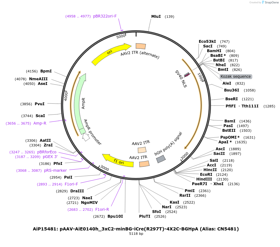 230876-plasmid-map-sequence-id-459320