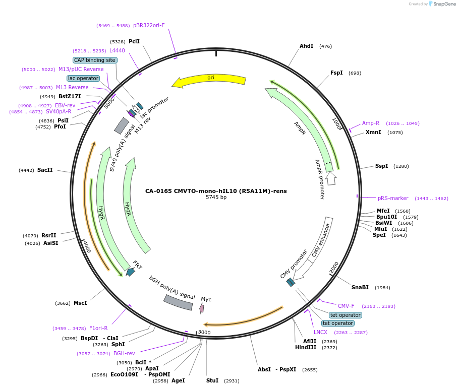 231196-plasmid-map-sequence-id-459372