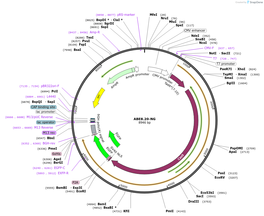226857-plasmid-map-sequence-id-459377