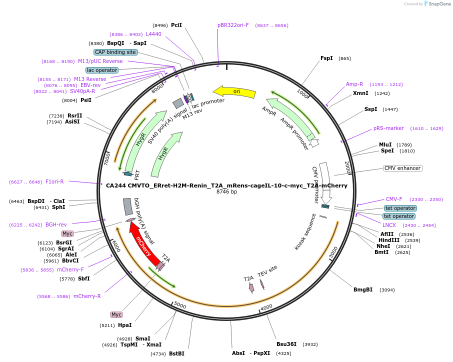 231205-plasmid-map-sequence-id-459390
