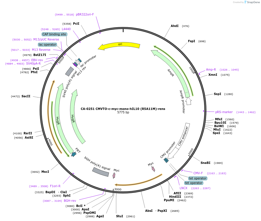 231216-plasmid-map-sequence-id-459391