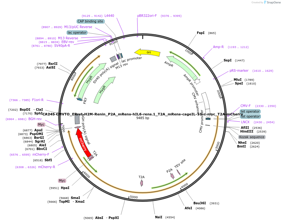 231206-plasmid-map-sequence-id-459396