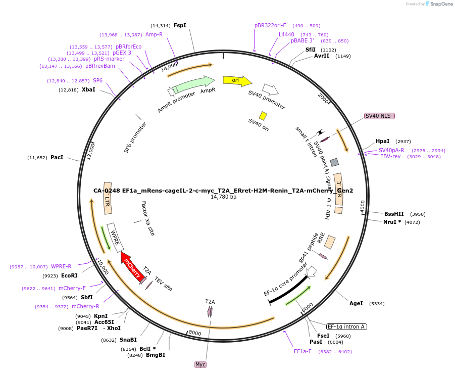 231208-plasmid-map-sequence-id-459408