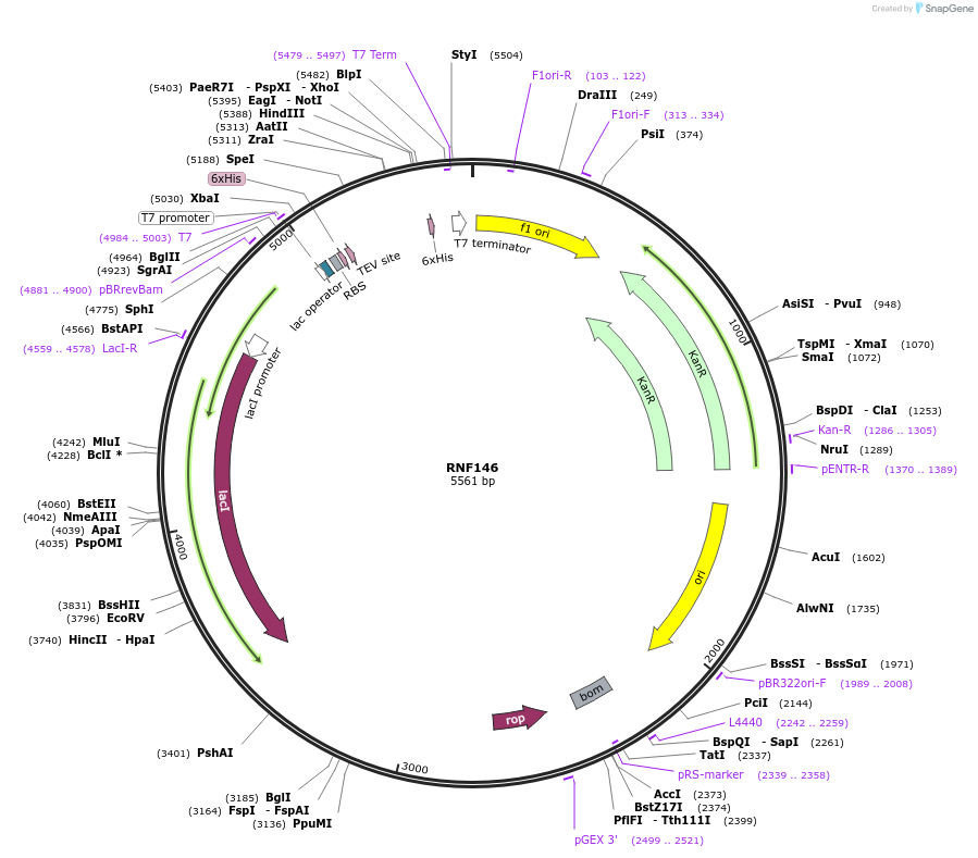 228448-plasmid-map-sequence-id-459409