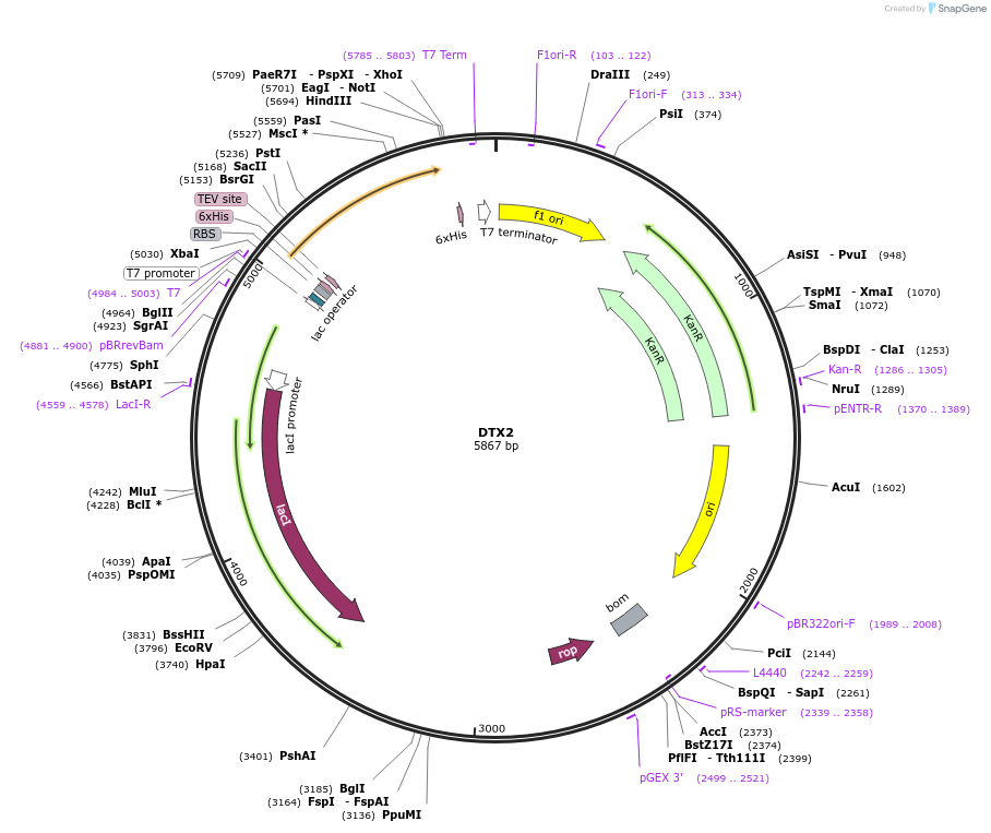 228447-plasmid-map-sequence-id-459411