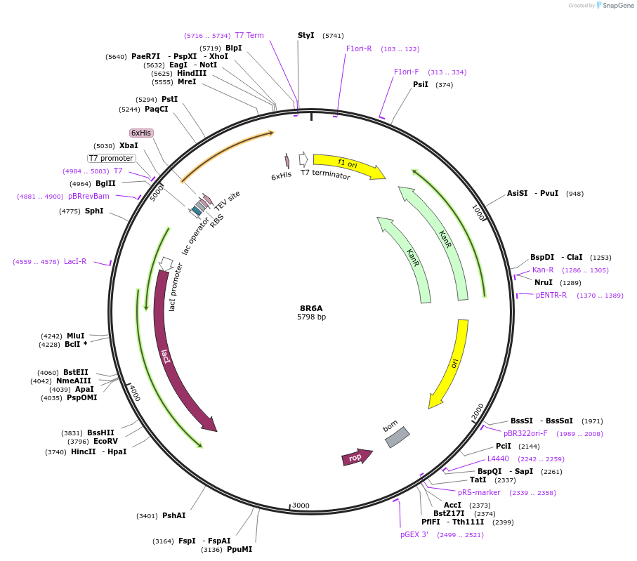 228446-plasmid-map-sequence-id-459414