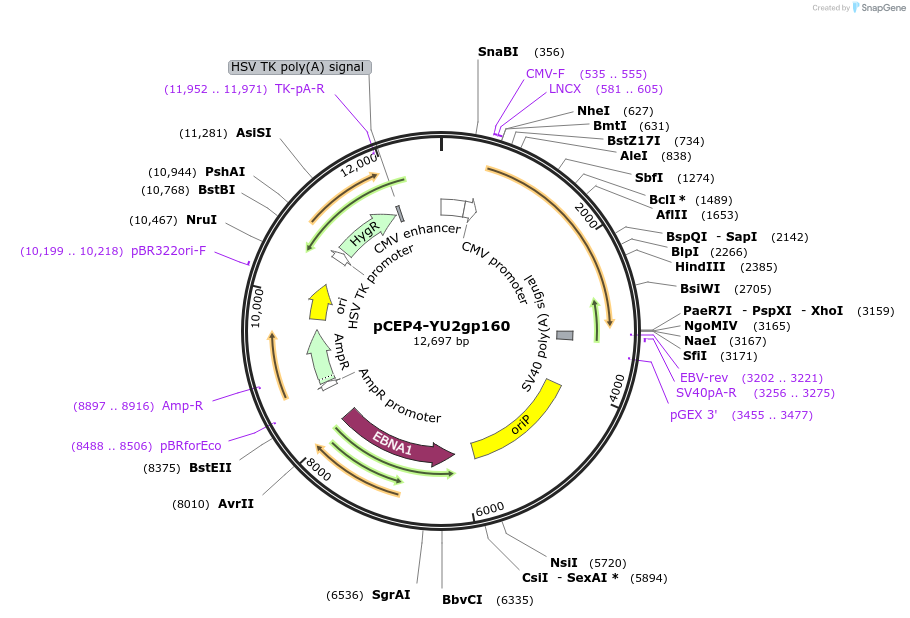 100927-plasmid-map-sequence-id-459467