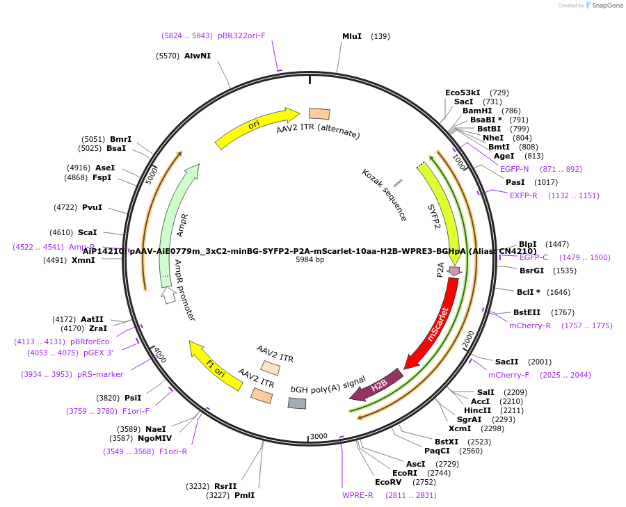 230868-plasmid-map-sequence-id-459487