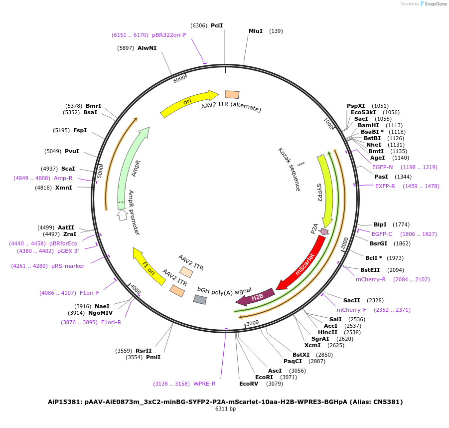 230874-plasmid-map-sequence-id-459520