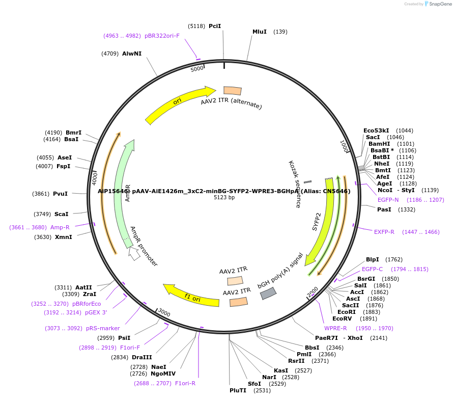 230884-plasmid-map-sequence-id-459521