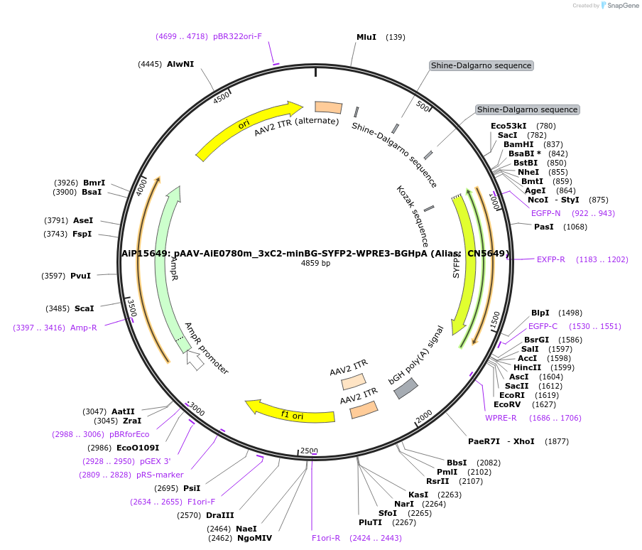 230879-plasmid-map-sequence-id-459527