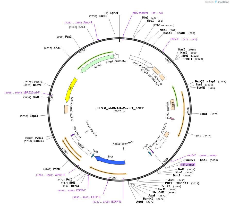 229688-plasmid-map-sequence-id-459541