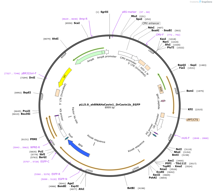 229690-plasmid-map-sequence-id-459542