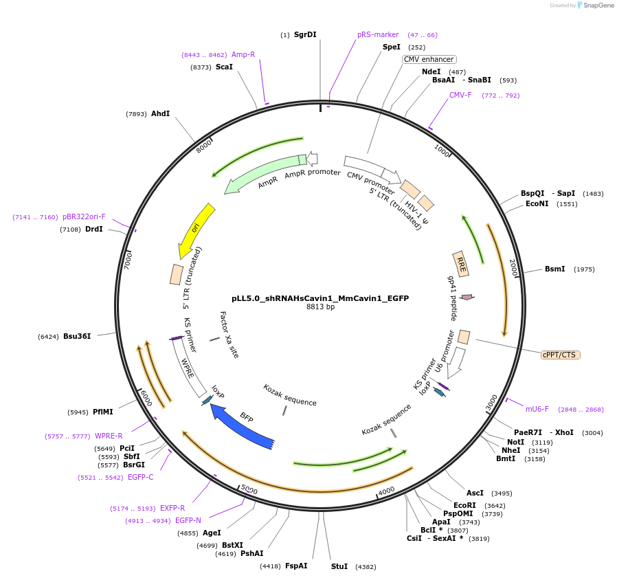 229689-plasmid-map-sequence-id-459543