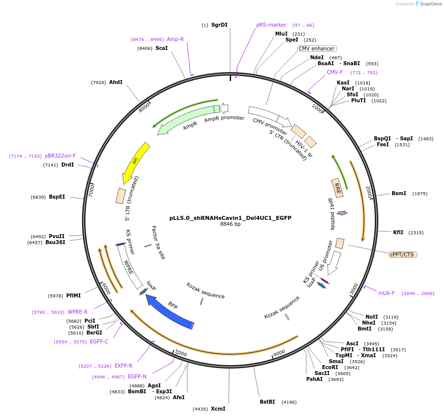 229691-plasmid-map-sequence-id-459544