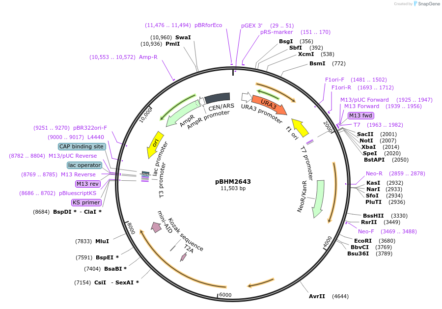 229527-plasmid-map-sequence-id-459548