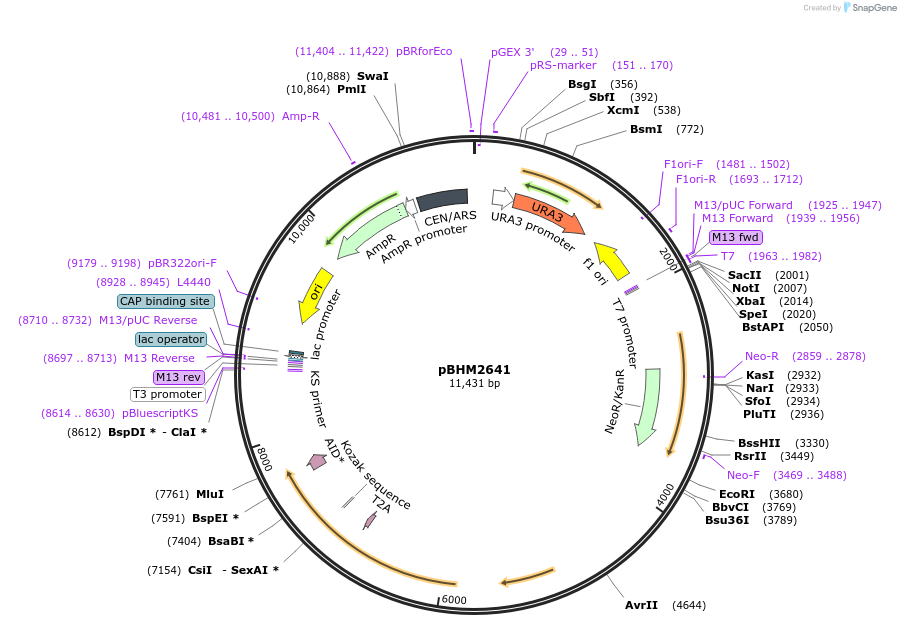 229525-plasmid-map-sequence-id-459550