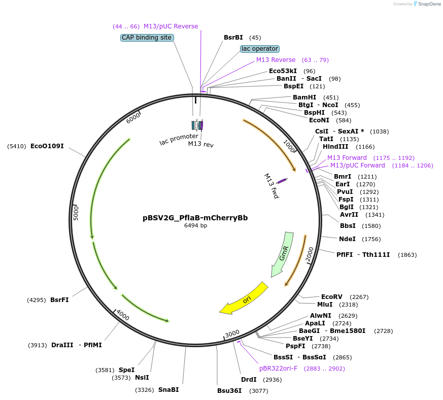 118230-plasmid-map-sequence-id-459683