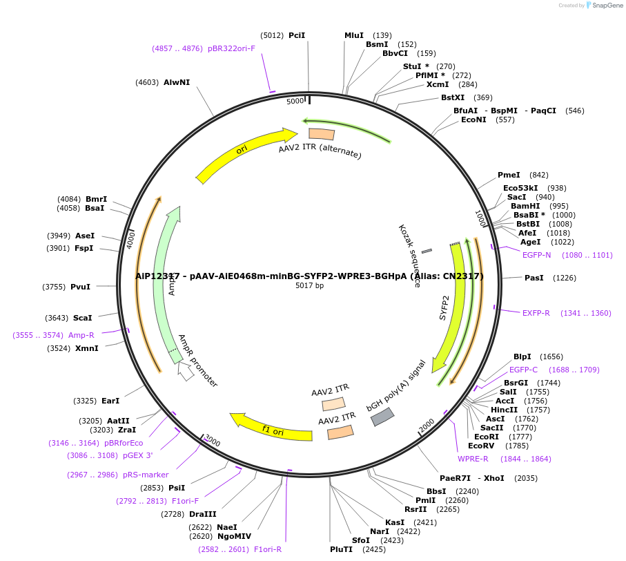 229884-plasmid-map-sequence-id-459692