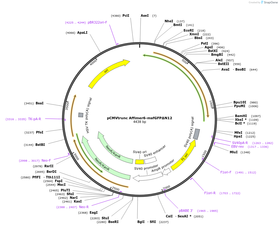 231550-plasmid-map-sequence-id-459699