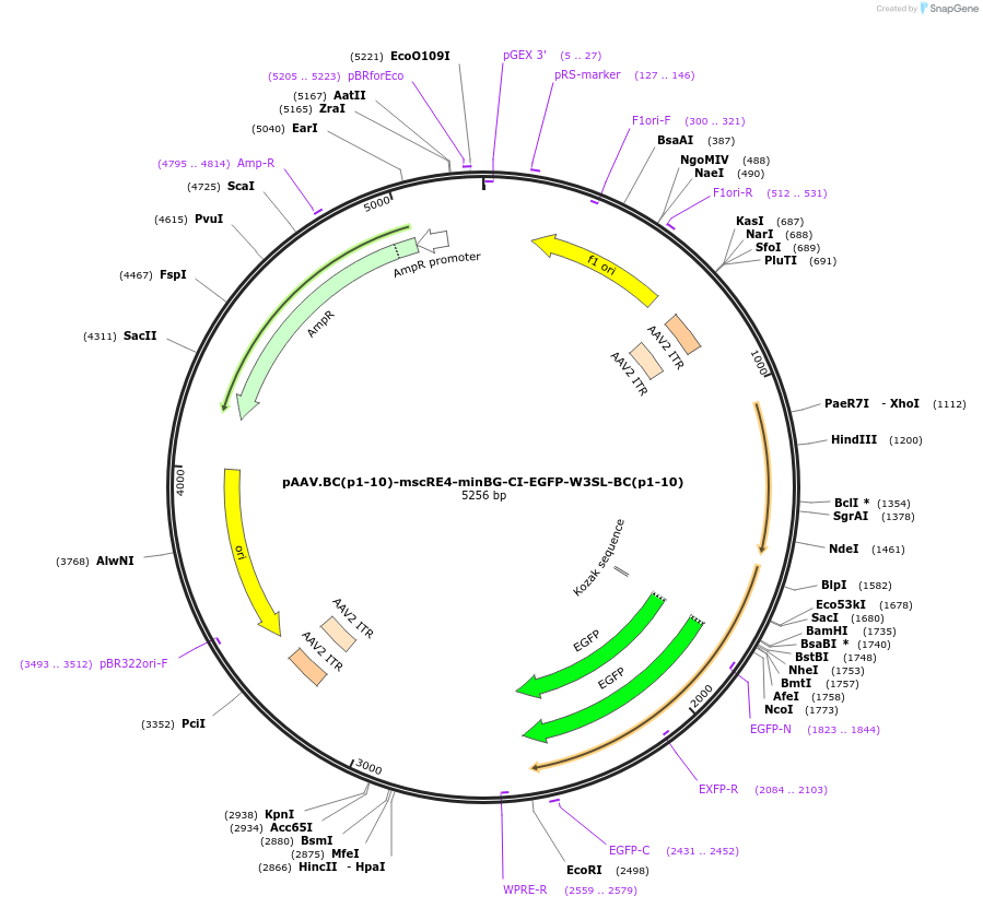 231361-plasmid-map-sequence-id-459709