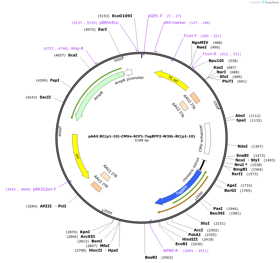231354-plasmid-map-sequence-id-459710