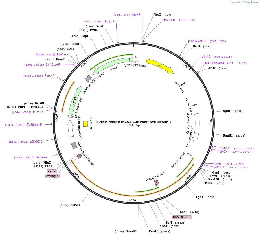 157222-plasmid-map-sequence-id-459733