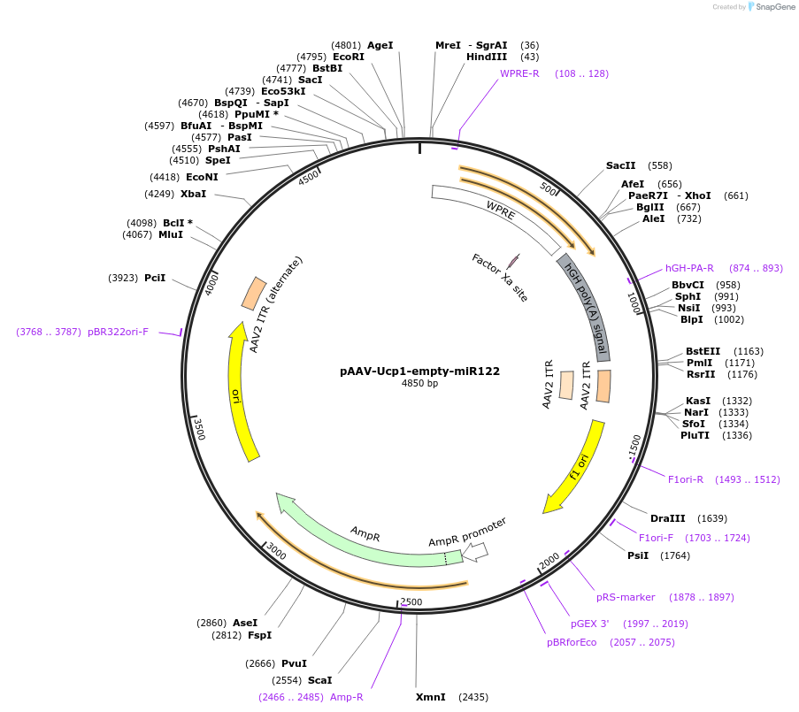 231695-plasmid-map-sequence-id-459735