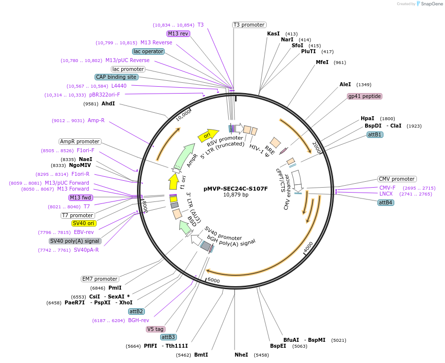 231561-plasmid-map-sequence-id-459737