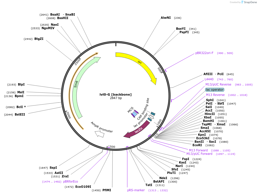 229156-plasmid-map-sequence-id-459745