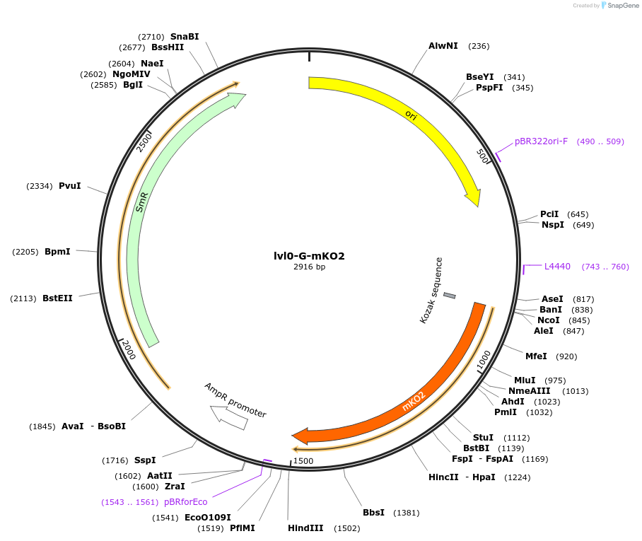 229183-plasmid-map-sequence-id-459748