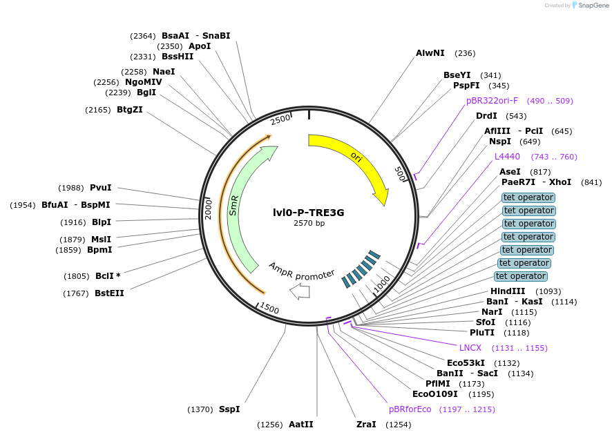 229166-plasmid-map-sequence-id-459749
