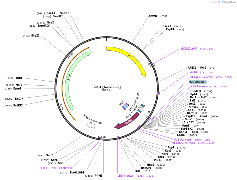 229153-plasmid-map-sequence-id-459752