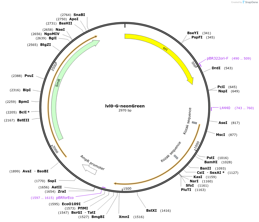 229176-plasmid-map-sequence-id-459754