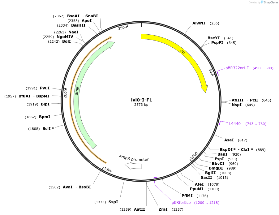 229162-plasmid-map-sequence-id-459755