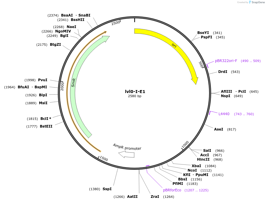229161-plasmid-map-sequence-id-459759