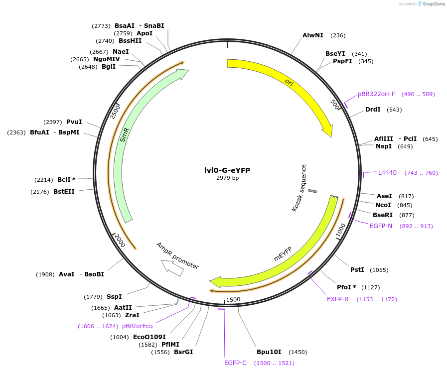 229178-plasmid-map-sequence-id-459762
