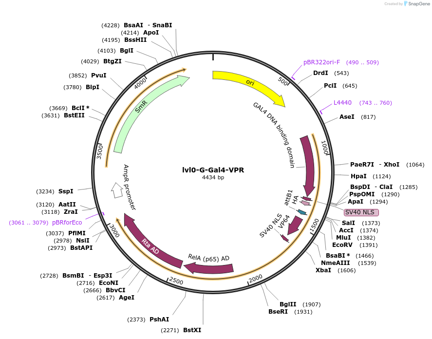 229187-plasmid-map-sequence-id-459764