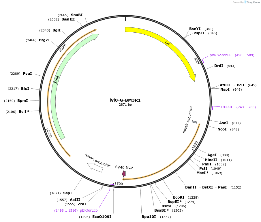 229188-plasmid-map-sequence-id-459766