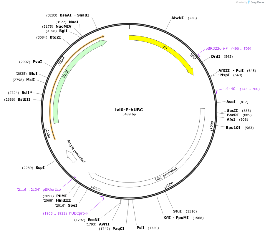 229164-plasmid-map-sequence-id-459767