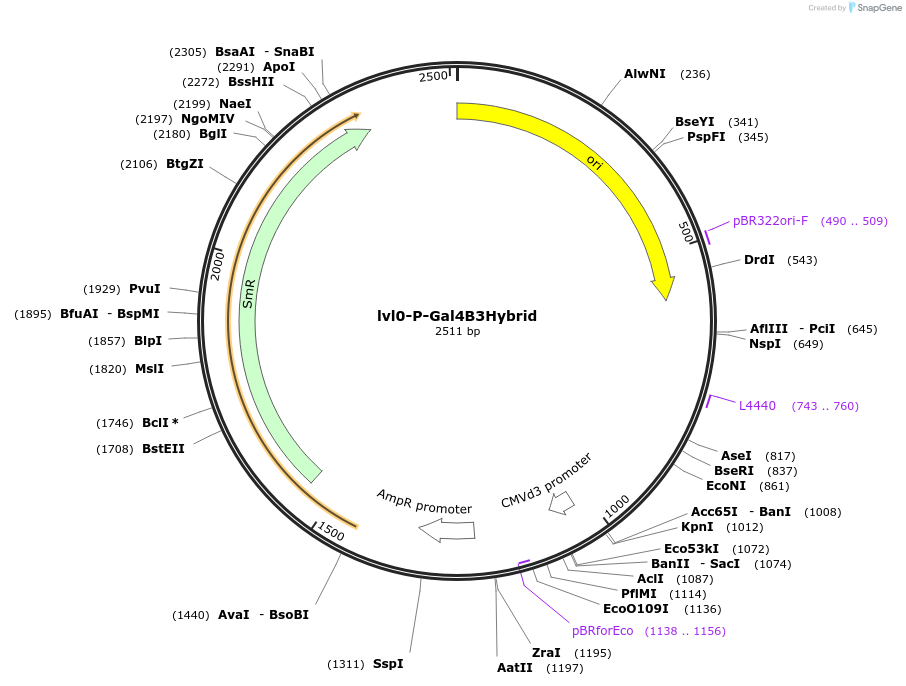 229167-plasmid-map-sequence-id-459768