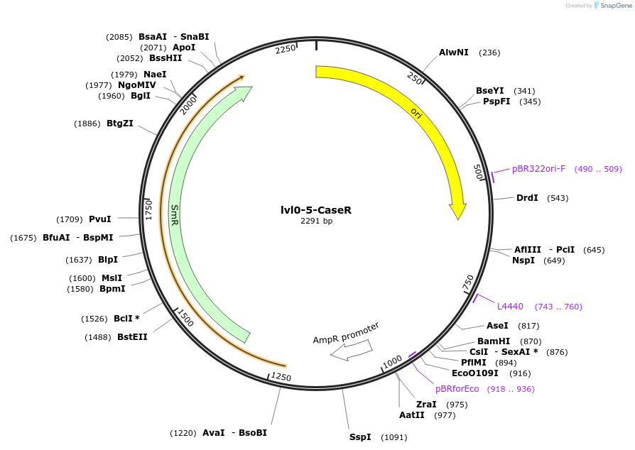 229169-plasmid-map-sequence-id-459769