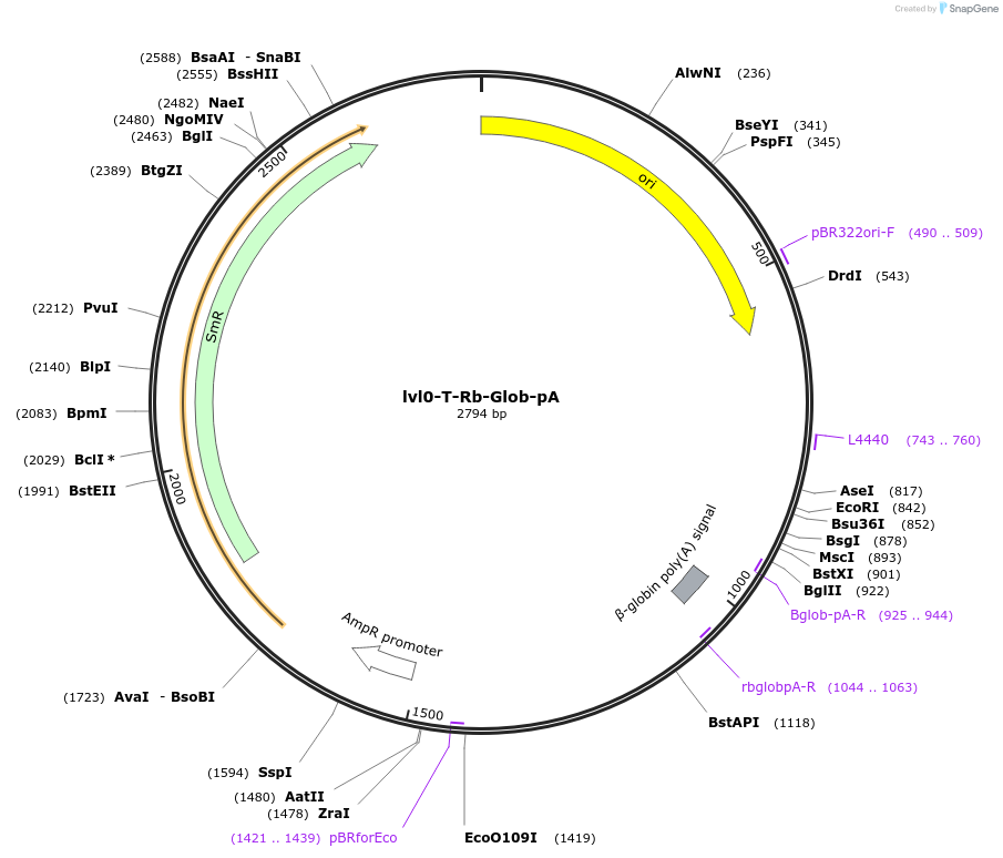 229193-plasmid-map-sequence-id-459770