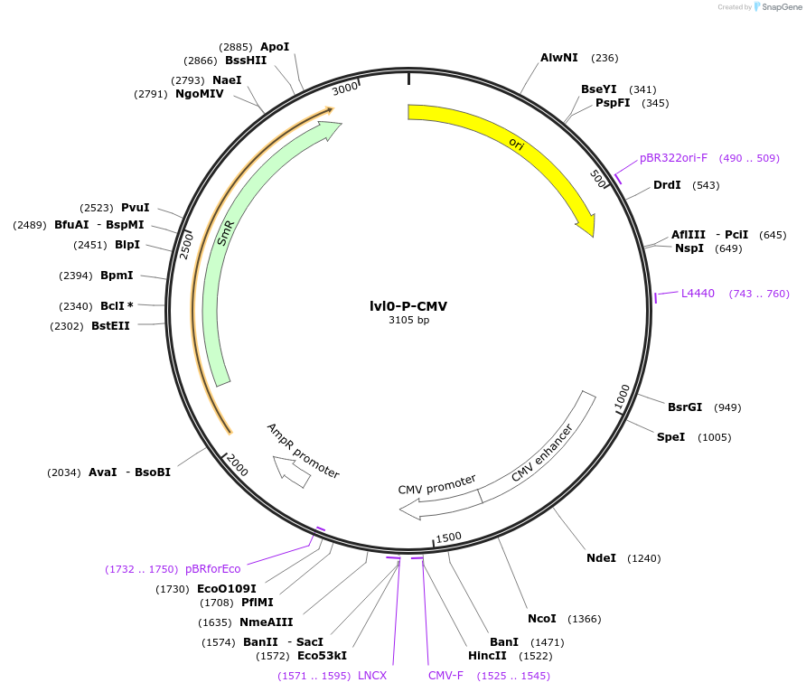 229165-plasmid-map-sequence-id-459771